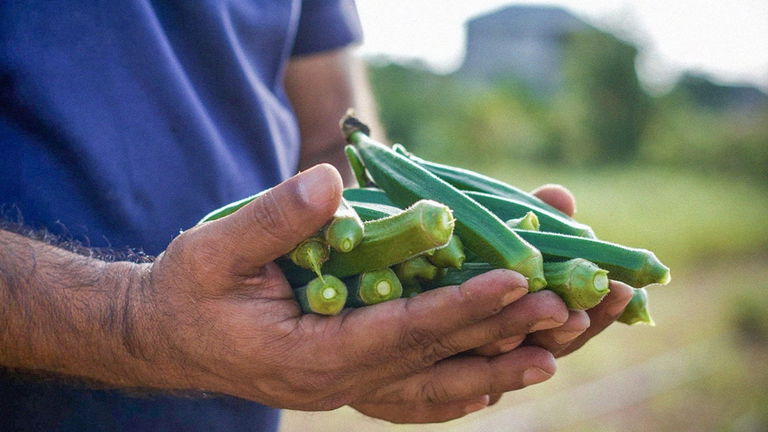 Los científicos descubren algo con lo que combatir los microplásticos: estas plantas podrían salvar a la humanidad