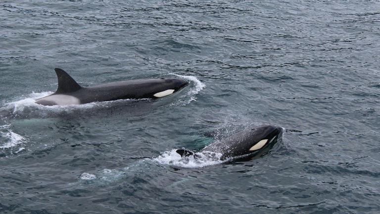 Acaban de grabar por primera vez a dos ballenas asesinas besándose (y con lengua)