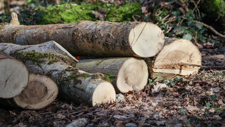 Las herramientas de madera más antiguas encontradas a Asia podrían pertenecer a tres especies de humanos distintos