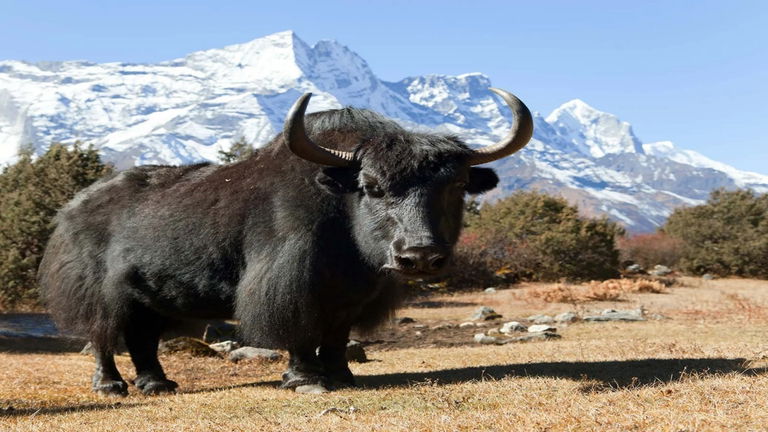 China se marca un hito en la ciencia natural: acaba de clonar este mítico animal y está sano