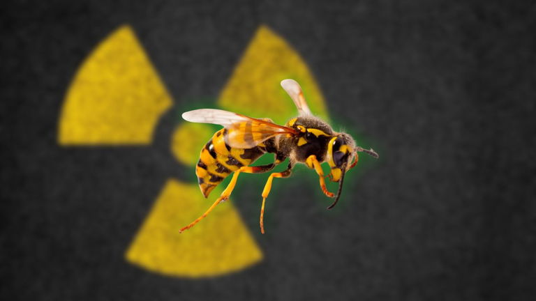 Suena a ciencia ficción, pero existen: han encontrado avispas radiactivas en esta central nuclear
