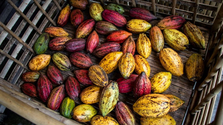 El cacao más sabroso del mundo no está en la selva: se ha creado en un laboratorio
