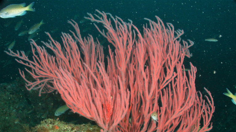 La robótica está a punto de ser redefinida y se lo debemos a este tipo de coral