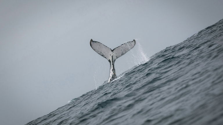 El cambio climático se cobra otra víctima: ballenas y delfines se ven afectados en este aspecto vital de sus vidas