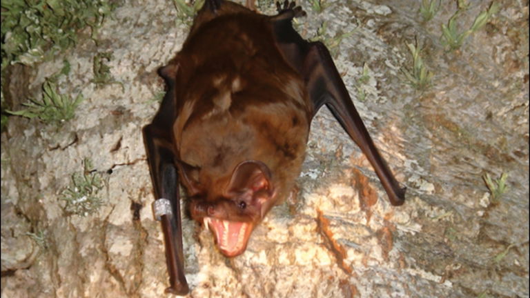 Los murciélagos sorprenden a los expertos: pueden cazar pájaros en pleno vuelo. Así lo hacen