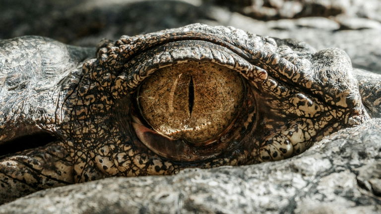 Los paleontólogos descubren en Brasil un antiguo ancestro de los cocodrilos: es incluso anterior a los dinosaurios