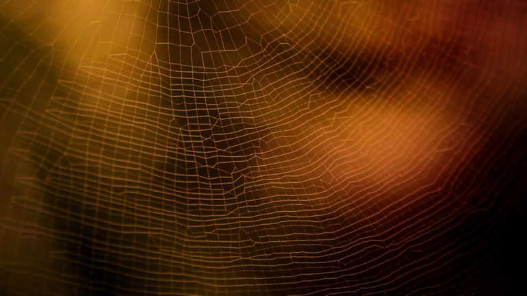 Las arañas también instalan en su casa un sistema de alarma y es más eficaz que cualquiera creado por el ser humano