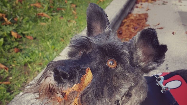 Ya sabemos cuándo empezaron a aparecer las razas de perro: fue hace miles de años y por culpa del ser humano