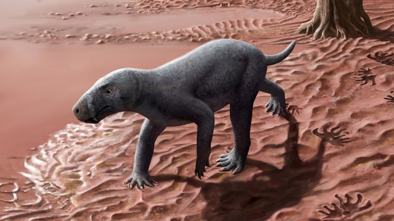 Los primeros mamíferos caminaron sobre la isla de Mallorca: estas huellas fósiles lo demuestran