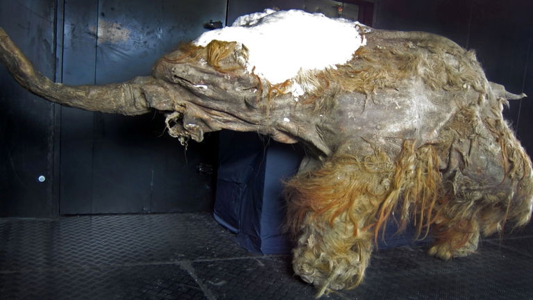 Conozca a Yuka, el mamut más antiguo encontrado: tiene decenas de miles de años y aún conservamos su ARN