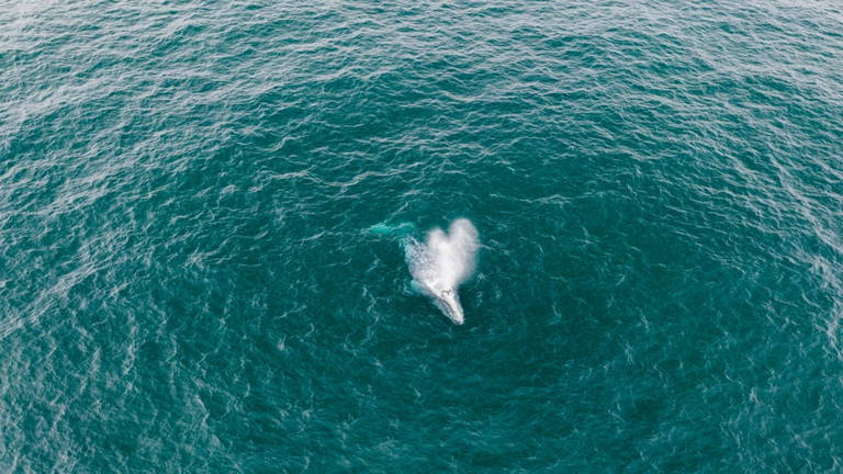 Los drones ya sirven para otra cosa aparte de realizar ataques: estudiarán el aliento de las ballenas en el Ártico