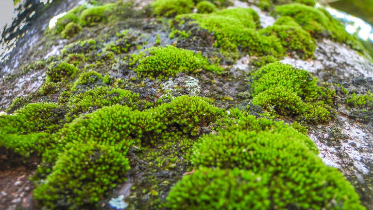 Puede decorar tu Belén de Navidad o purificar agua tóxica: el musgo es nuestro mejor aliado