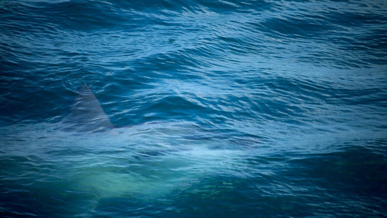 El tráfico comercial marítimo va a ser limitado y los grandes beneficiados son estos dos animales en peligro