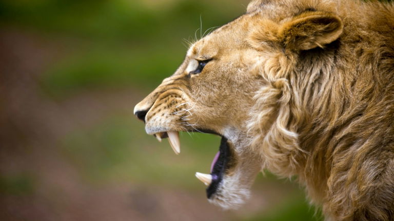 Este esqueleto de hace 6.200 años revela el trágico ataque de un león prehistórico