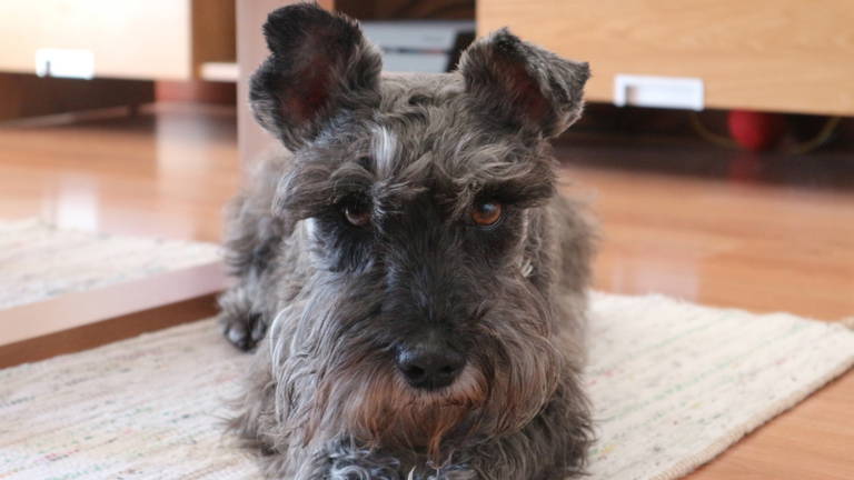 El secreto de los perros más inteligentes: pueden aprender nombres de objetos escuchando a escondidas