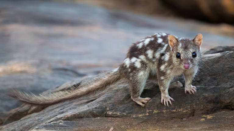 Casi un siglo después, un marsupial australiano que se creía perdido reaparece ante la cámara