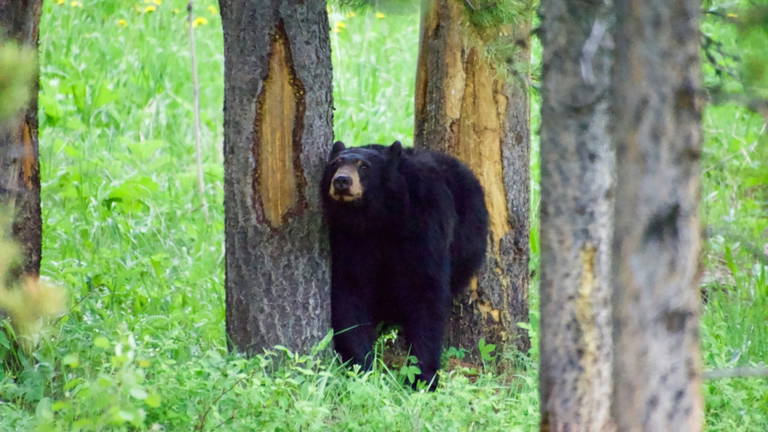 Japón lucha contra los ataques de osos y tiene un arma secreta tecnológica para ahuyentarlos sin hacerles daño