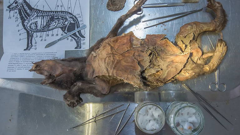 Los científicos recuperan el genoma de un rinoceronte prehistórico de hace 14.000 años: así ha sido posible