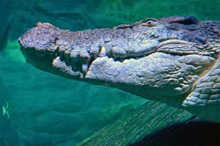 Lo han descubierto unos paleontólogos y es algo inaudito: es la nidada de cocodrilo más grande del planeta