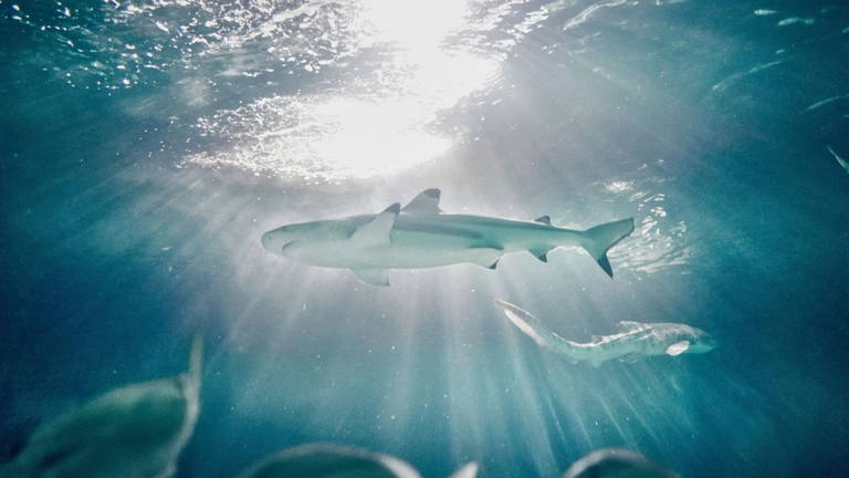Un estudio sugiere que los tiburones de una tonelada podrían tener dificultades para sobrevivir