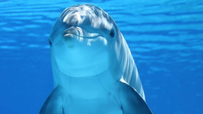 Un superordenador resuelve el gran misterio de los delfines: así alcanzan velocidades extremas bajo el agua