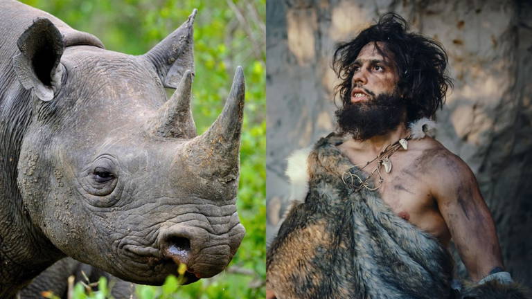 Un estudio revela que los neandertales usaban dientes de rinoceronte como martillos para esculpir herramientas de piedra
